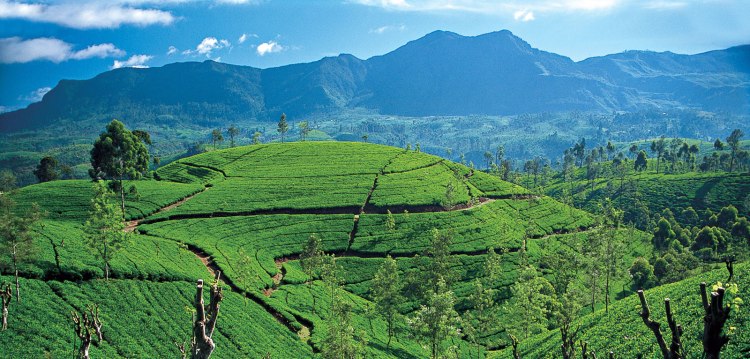 ceylon-tea-country-tea-trails-srilanka